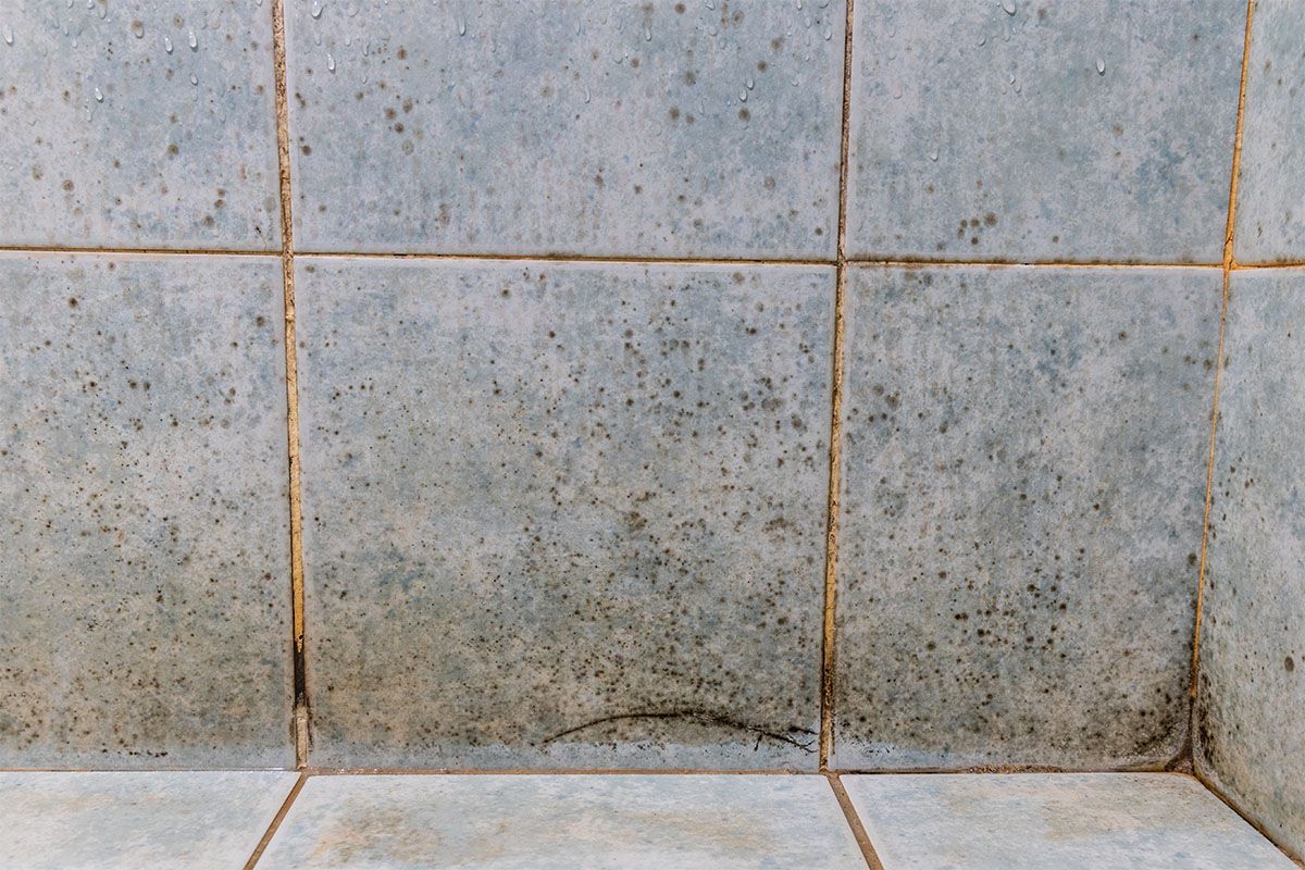 How to Remove and Prevent Bathroom Mold A. Maurais & Son